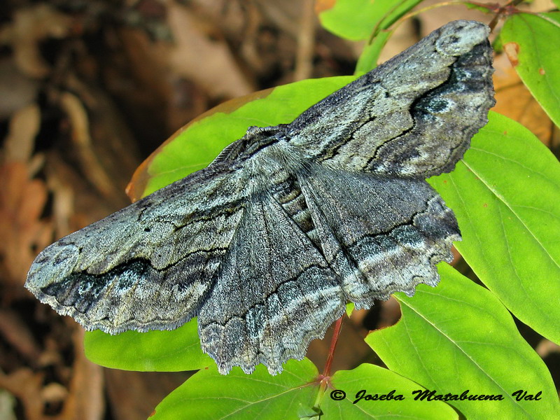 Menophra abruptaria - Geometridae? S